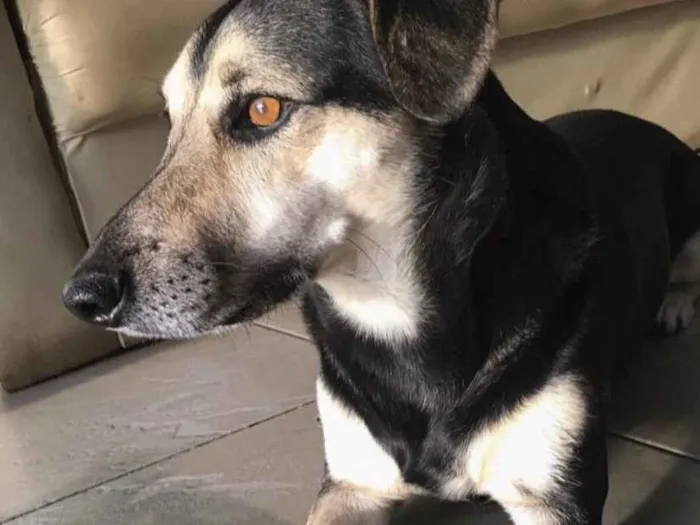 Cachorro ra a SEM RAÇA DEFINIDA  idade 3 anos nome JUNIOR 