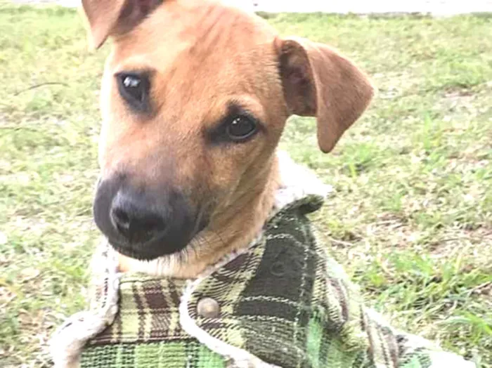 Cachorro ra a Sem raça definida  idade 2 a 6 meses nome Ziggy 