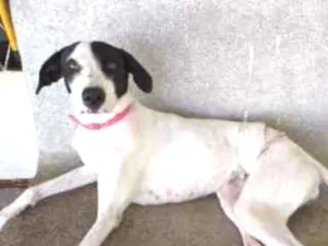 Cachorro raça SRD idade 1 ano nome Brisa 