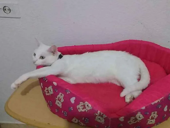 Gato ra a SRD idade 1 ano nome Signy Marie
