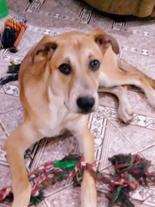 Cachorro ra a srd idade 7 a 11 meses nome Sansão 