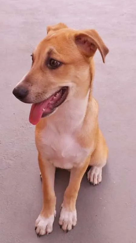 Cachorro ra a srd idade 7 a 11 meses nome Sansão 