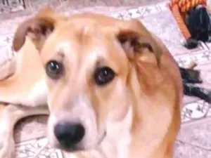 Cachorro raça srd idade 7 a 11 meses nome Sansão 