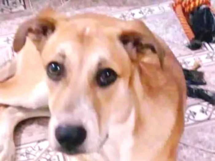 Cachorro ra a srd idade 7 a 11 meses nome Sansão 