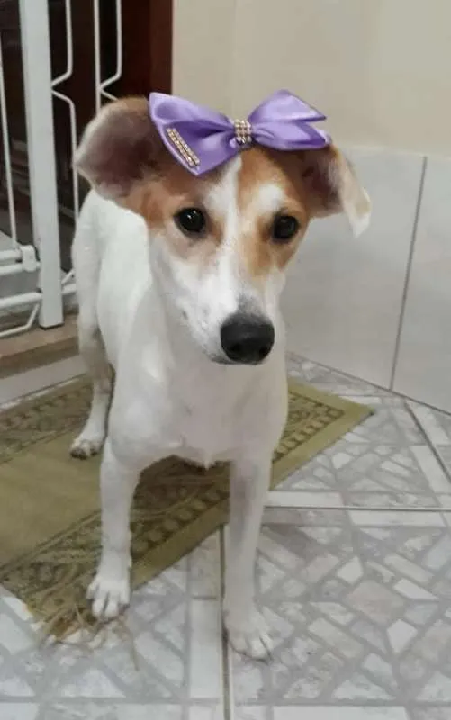 Cachorro ra a SRD idade 1 ano nome Branquinha