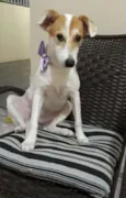 Branquinha