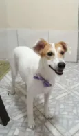 Branquinha