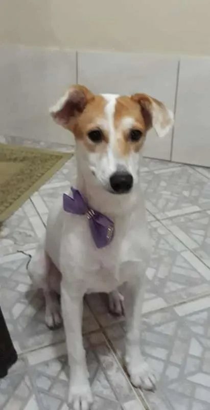 Cachorro ra a SRD idade 1 ano nome Branquinha