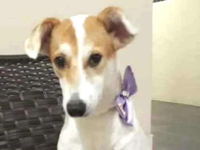 Cachorro ra a SRD idade 1 ano nome Branquinha