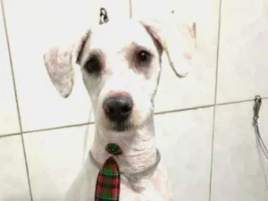 Cachorro raça POODLE idade 1 ano nome FRED