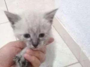 Gato raça Siamês  idade Abaixo de 2 meses nome Sem nome 