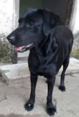 Pretinha