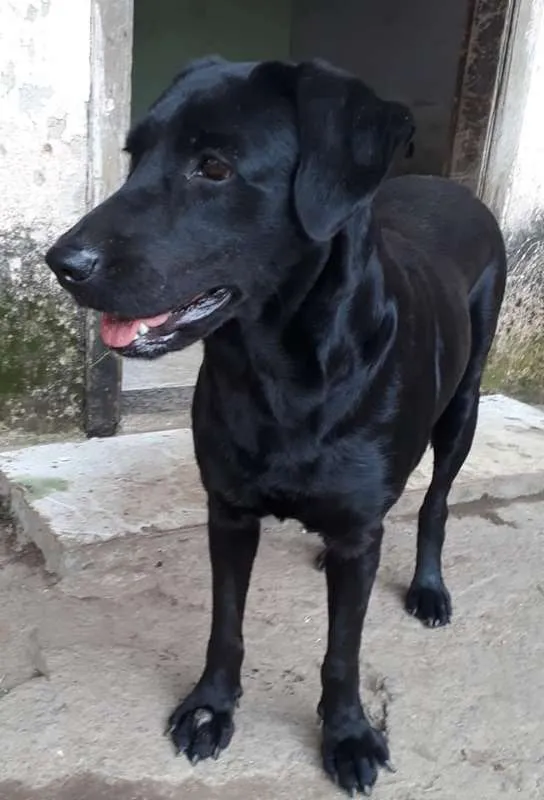 Cachorro ra a SRD idade 4 anos nome Pretinha