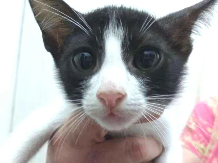 Gato ra a Vira lata idade  nome Robin