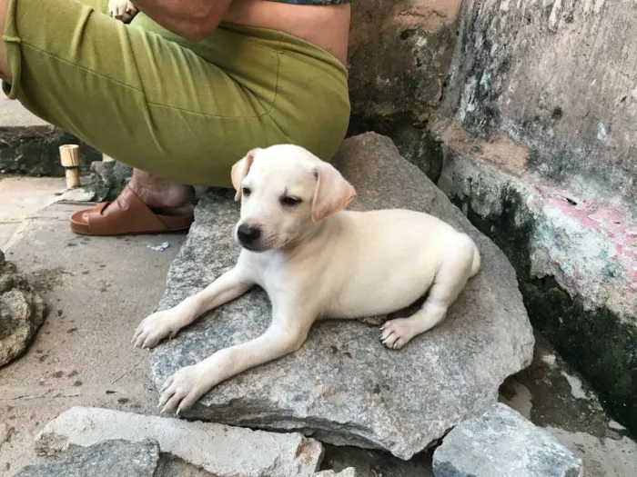Cachorro ra a SRD idade Abaixo de 2 meses nome Luan