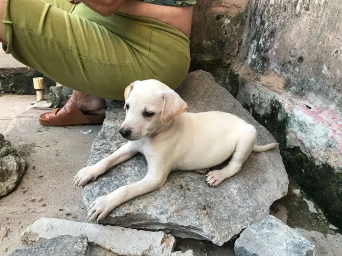Cachorro ra a SRD idade Abaixo de 2 meses nome Luan