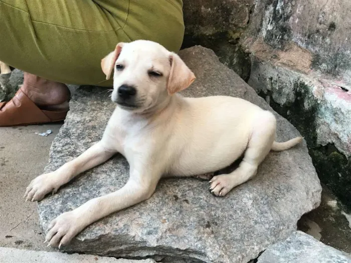 Cachorro ra a SRD idade Abaixo de 2 meses nome Luan