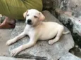 Luan