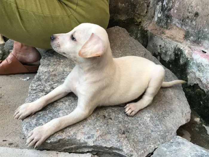 Cachorro ra a SRD idade Abaixo de 2 meses nome Luan