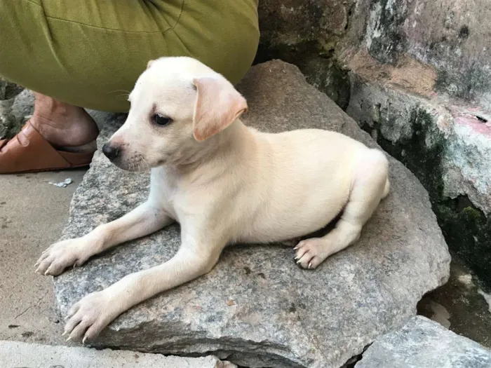 Cachorro ra a SRD idade Abaixo de 2 meses nome Luan