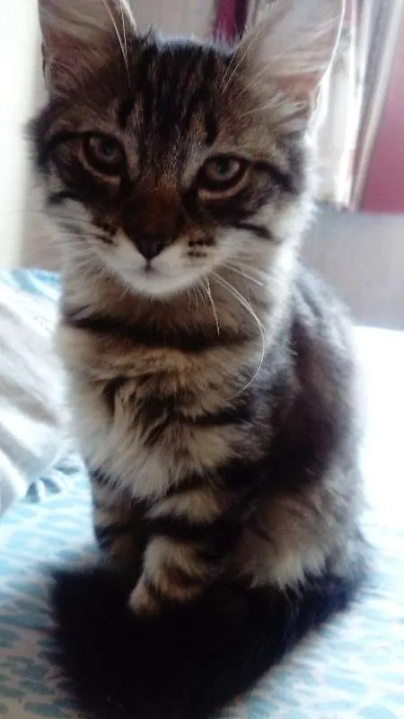 Gato raça SRD idade 2 a 6 meses nome Sem Nome