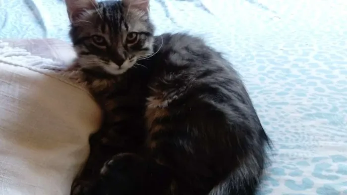 Gato raça SRD idade 2 a 6 meses nome Sem Nome