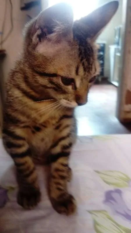 Gato raça SRD idade 2 a 6 meses nome Sem Nome