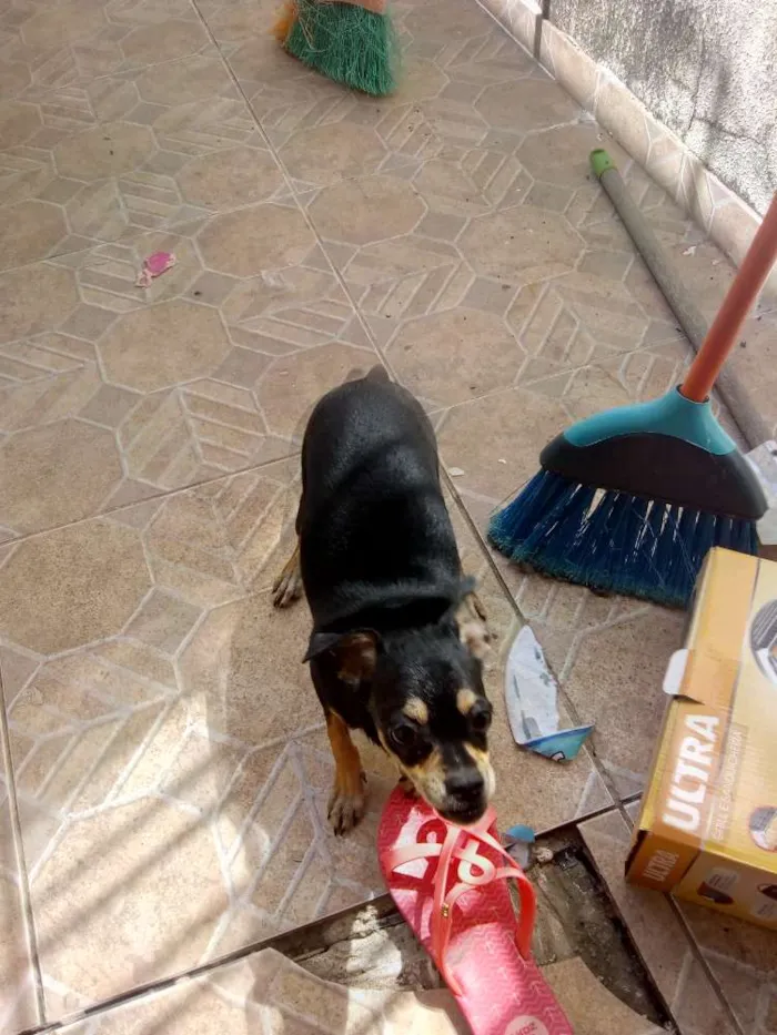 Cachorro raça Pincher idade 7 a 11 meses nome Kilo