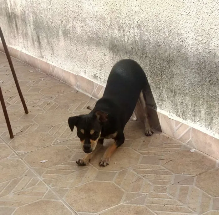 Cachorro raça Pincher idade 7 a 11 meses nome Kilo