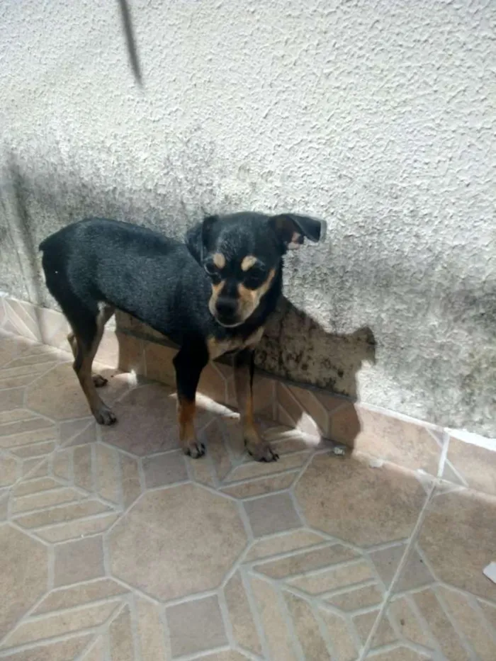 Cachorro raça Pincher idade 7 a 11 meses nome Kilo