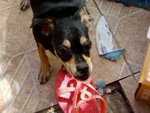 Cachorro raça Pincher idade 7 a 11 meses nome Kilo