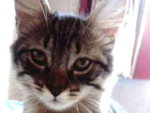 Gato raça SRD idade 2 a 6 meses nome Sem Nome
