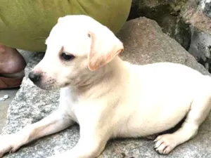 Cachorro raça SRD idade Abaixo de 2 meses nome Luan