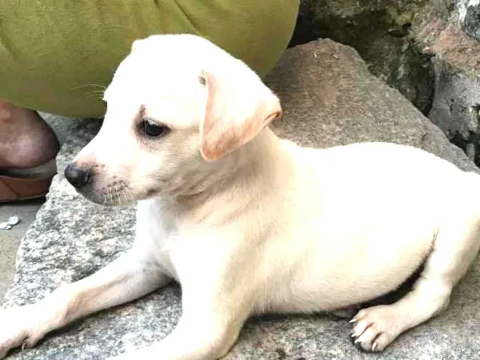 Cachorro ra a SRD idade Abaixo de 2 meses nome Luan