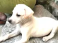Luan