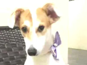 Cachorro raça SRD idade 1 ano nome Branquinha