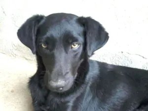 Cachorro raça srd idade 3 anos nome Cacau