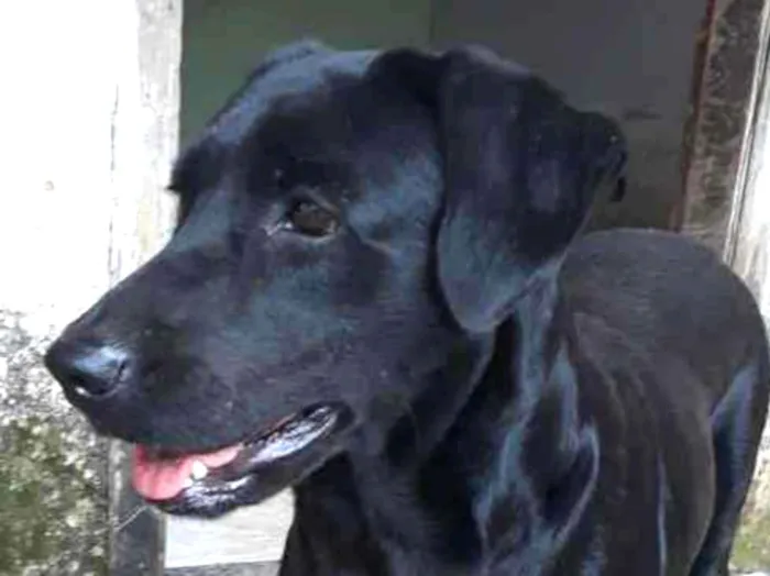 Cachorro ra a SRD idade 4 anos nome Pretinha