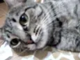 Catarina