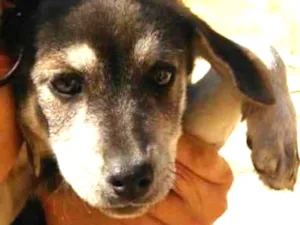 Cachorro raça Sem raça definida idade 2 a 6 meses nome Sem nome
