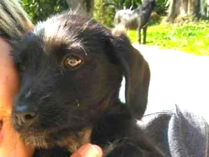 Cachorro ra a Sem raça definida idade 2 a 6 meses nome Sem nome