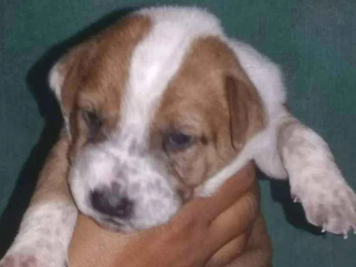 Cachorro ra a SRD idade Abaixo de 2 meses nome Nina e filhotes