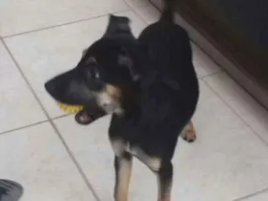 Cachorro raça Vira lata idade 2 a 6 meses nome Dora