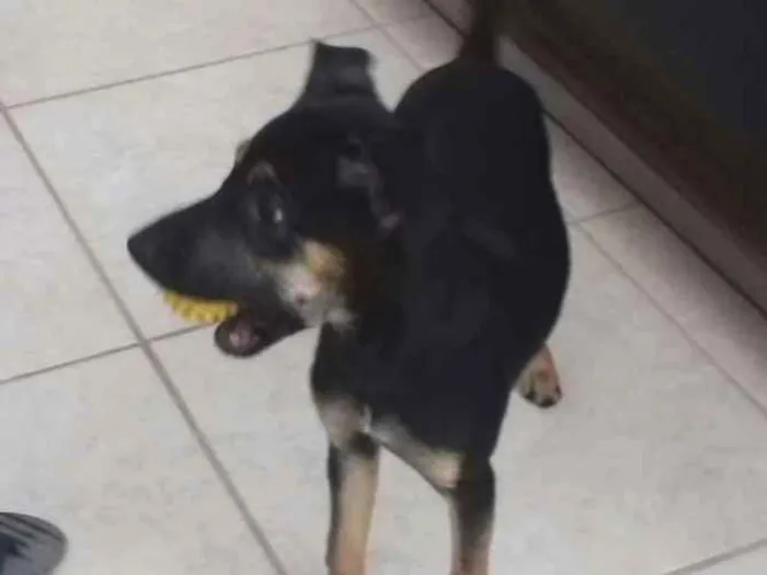 Cachorro ra a Vira lata idade 2 a 6 meses nome Dora