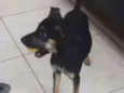 Dora