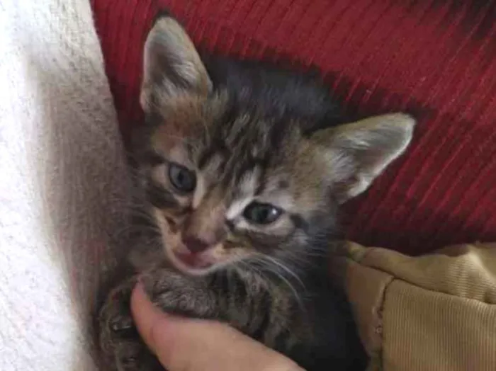Gato ra a  idade 2 a 6 meses nome Bolota,Feia,Mikinha,