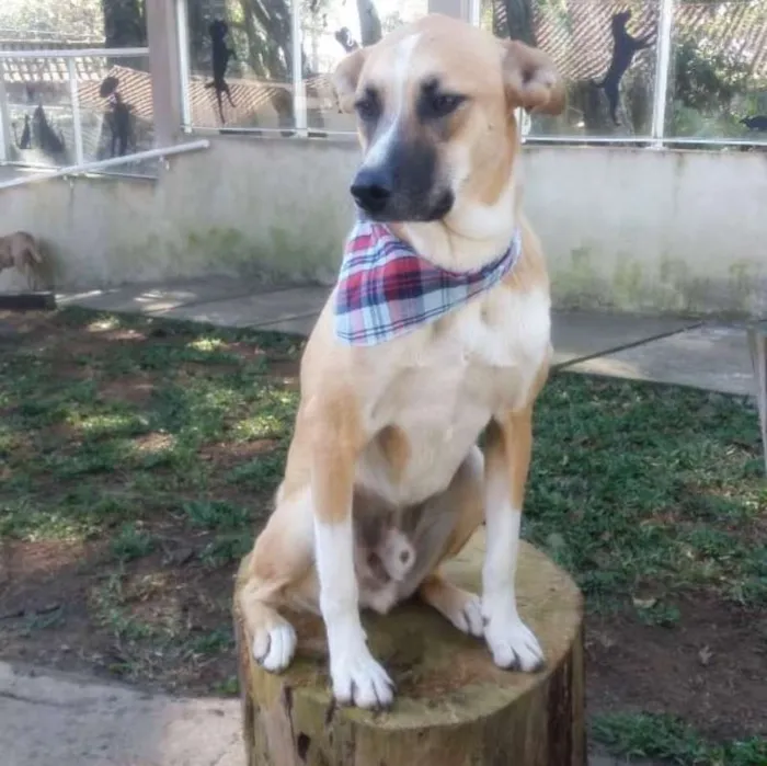 Cachorro ra a srd idade 1 ano nome Bento
