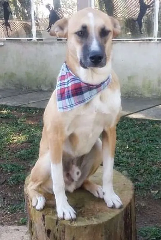 Cachorro ra a srd idade 1 ano nome Bento