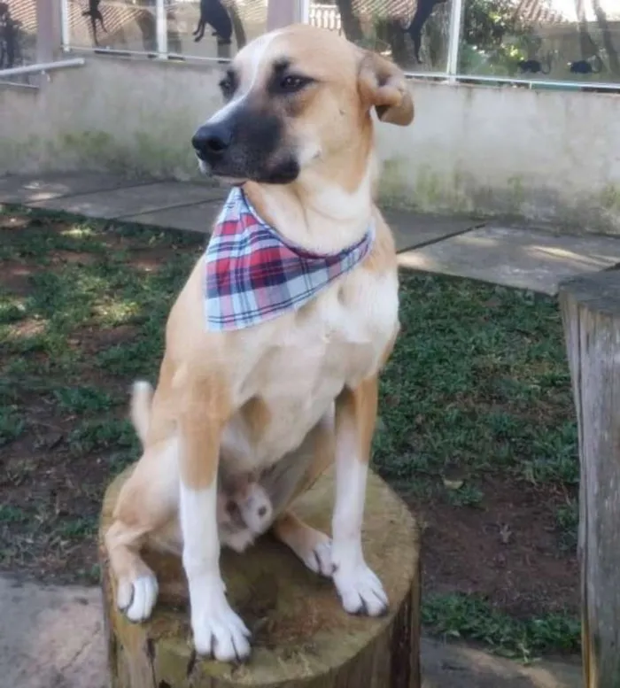 Cachorro ra a srd idade 1 ano nome Bento