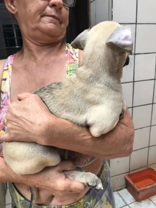 Cachorro ra a SRD idade Abaixo de 2 meses nome Molly